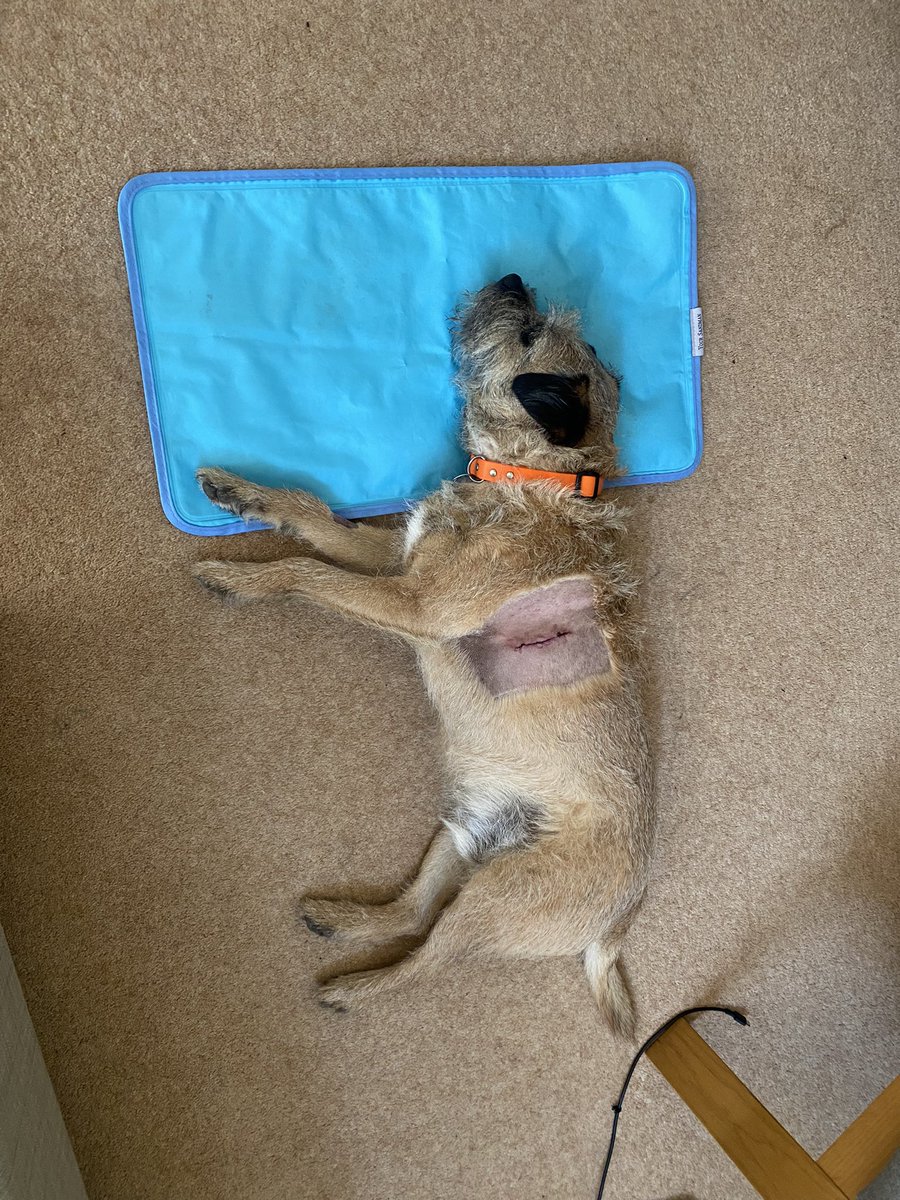 BorderBaxter's tweet image. I’ve had a nasty operation! Send me love friends! #btposse #borderterriers #dogsoftwitter