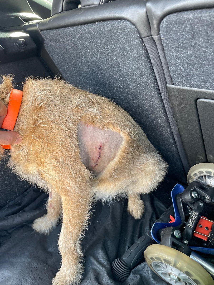 BorderBaxter's tweet image. I’ve had a nasty operation! Send me love friends! #btposse #borderterriers #dogsoftwitter