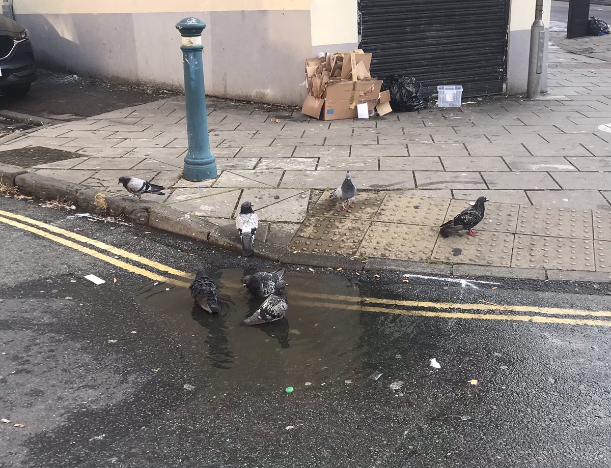 StapletonRd's tweet image. Pigeons