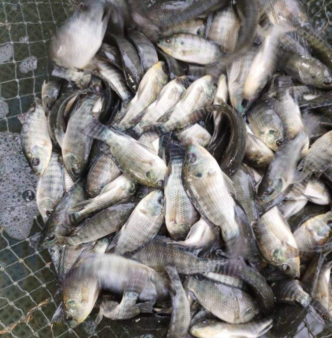 RRayusyam's tweet photo. Jumat (05/07) Romy Raayusyam luhkan kab bone bolango,dipokdakan alam segar desa Tamboo,panen benih ikan nila sebanyak 14.000 dengan harga 300/ekor
#GiatLuhkanSatminkalbitung
#luhlapor #Produksi
#Bp3Bitung https://t.co/0KIqNVeP7v