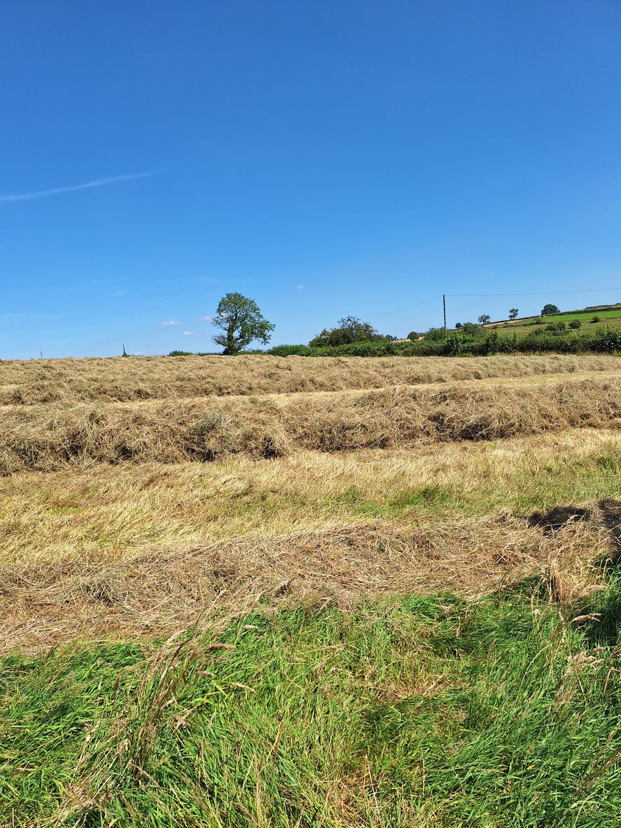 Plum Pudding Pigs tweet media