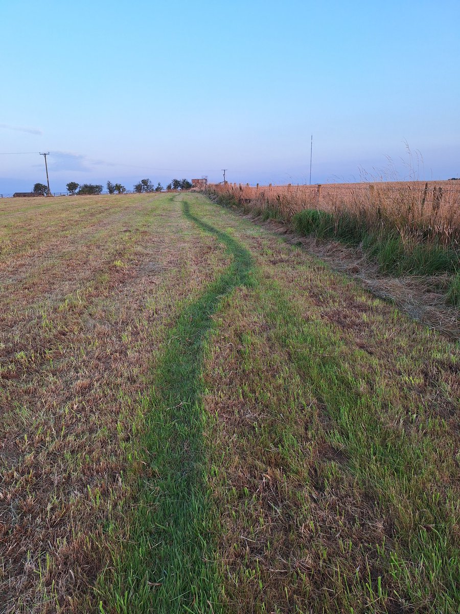Plum Pudding Pigs tweet media