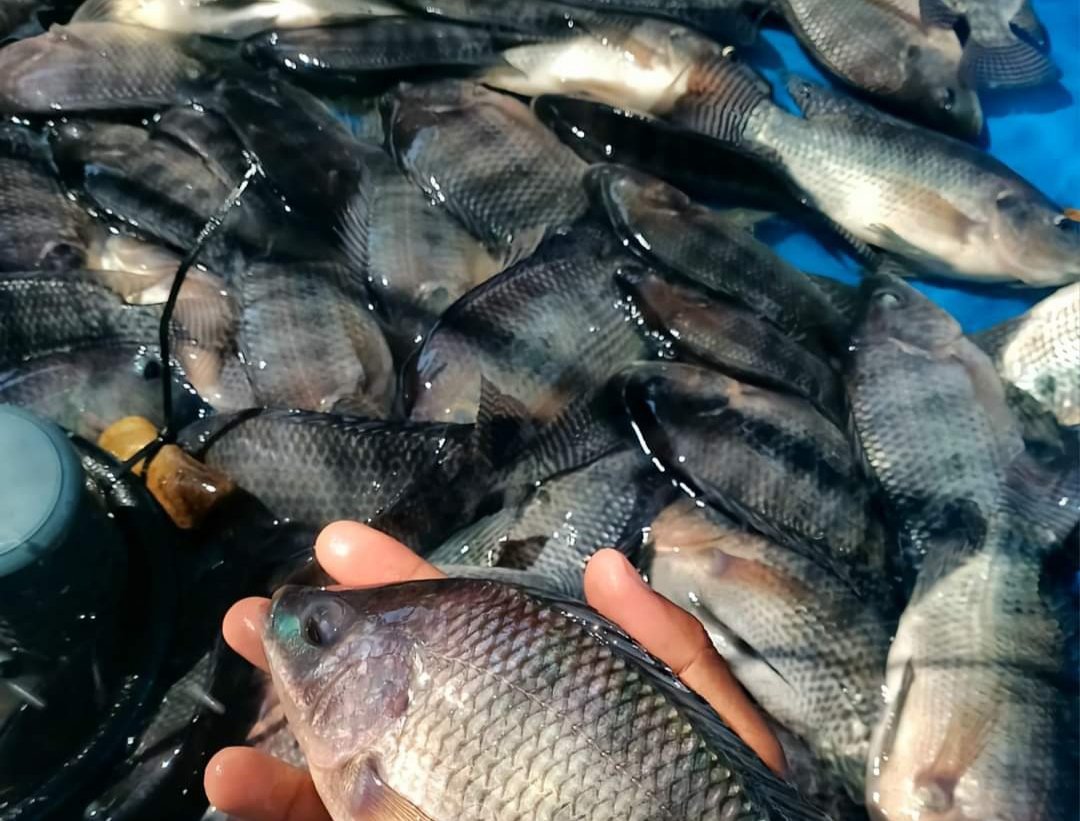 RRayusyam's tweet photo. Selasa (09/07) Romy Rayusyam luhkan kab bone bolango,dipokdakan Alam lestari desa Meranti,panen ikan nila sebanyak 12kg dengan harga 35.000/kg
#giatluhkansatminkalbitung
#luhlapor #Produksi
#Bp3Bitung https://t.co/4PeJBr2RWi