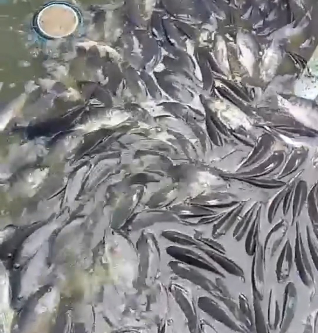 RRayusyam's tweet photo. Jumat (19/07) Romy Rayusyam Luhkan kab bone bolango,berada dipokdakan Nila maju desa Mongoilo utara,panen ikan nila sebanyak 14kg dengan harga 35.000/kg
#GiatLuhkanSatminkalbitung
#luhlapor 
#Produksi https://t.co/UDIaotfxch