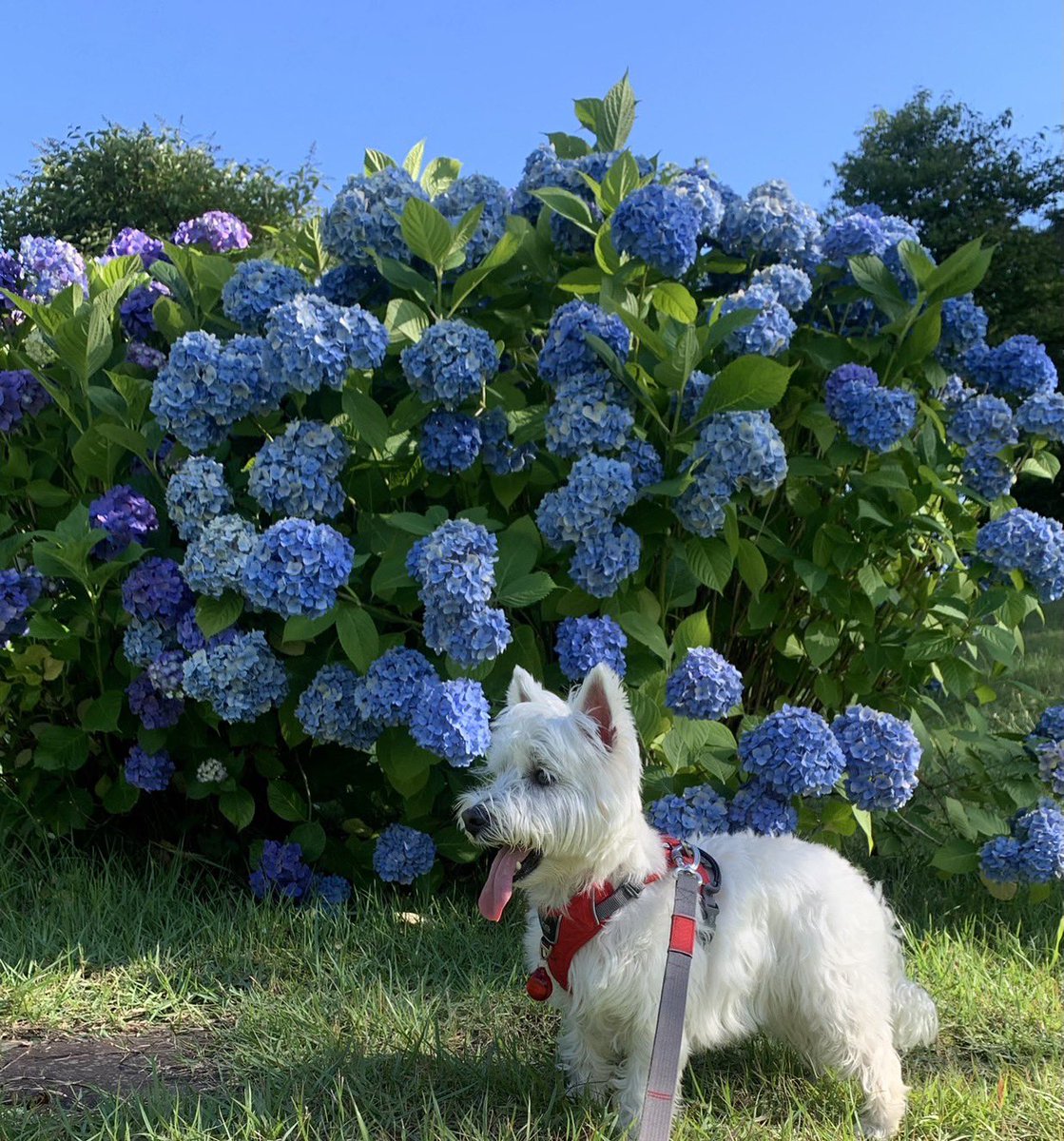 cococh2525's tweet photo. 紫陽花の似合うワンコですっ💠🎐 https://t.co/Nj3UOqFx1d