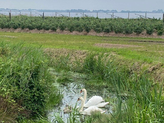 PowerField_'s tweet image. Bij Zonnepark #Vlagtwedde bieden we een thuis voor allerlei planten en dieren. Zo ook voor deze zwanenfamilie. Bij het #zonnepark hebben ze alle rust en ruimte om te broeden, zwemmen en leven. Onlangs is de familie uitgebreid, wat leuke foto’s oplevert!  🦢☀️