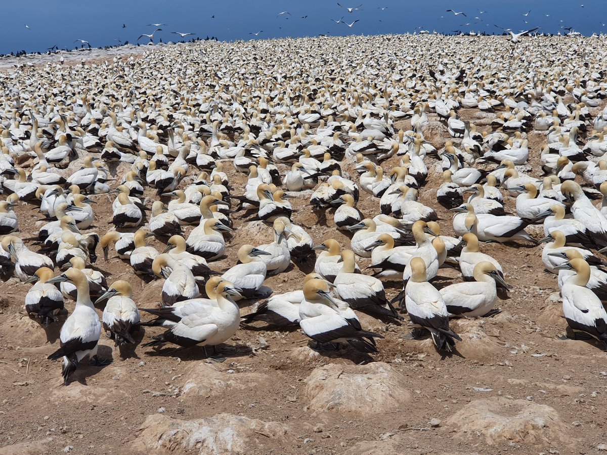 Judy Mann-Lang tweet media