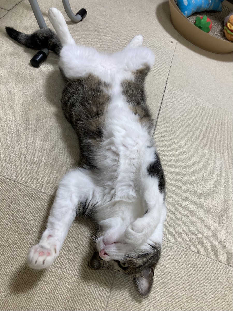 ぎんのねこ tweet media