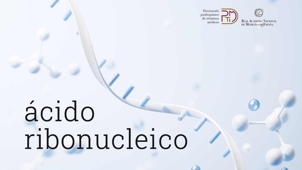 ranm_es's tweet photo. El ácido ribonucleico está presente en el núcleo y en el citoplasma de las células. Su sigla «ARN» se usa especialmente en los términos compuestos, como «ARN mensajero». #DíaMundialARN
Descubre más en el #DPTM: https://t.co/LRs8AP6qmp https://t.co/XpUK0usnKO