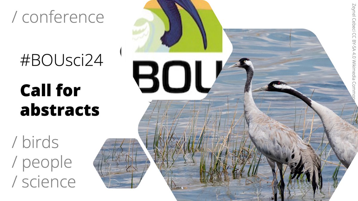 BOU 👩🏻🏫👨🏿🏫🧕🏽👳🏽♂️ 🌈 (@ibis_journal) on Twitter photo ‼️ DEADLINE EXTENSION ‼️
#BOUsci24 | Avian conservation translocations | 12-13 Nov 2024
We've received some fantastic poster & X-only abstracts for #BOUsci24, but there's still space for more. Submit now!
⏰ New deadline: 14 August
bou.org.uk/event/avian-co…
#ornithology ‼️ DEADLINE EXTENSION ‼️
#BOUsci24 | Avian conservation translocations | 12-13 Nov 2024
We've received some fantastic poster & X-only abstracts for #BOUsci24, but there's still space for more. Submit now!
⏰ New deadline: 14 August
bou.org.uk/event/avian-co…
#ornithology