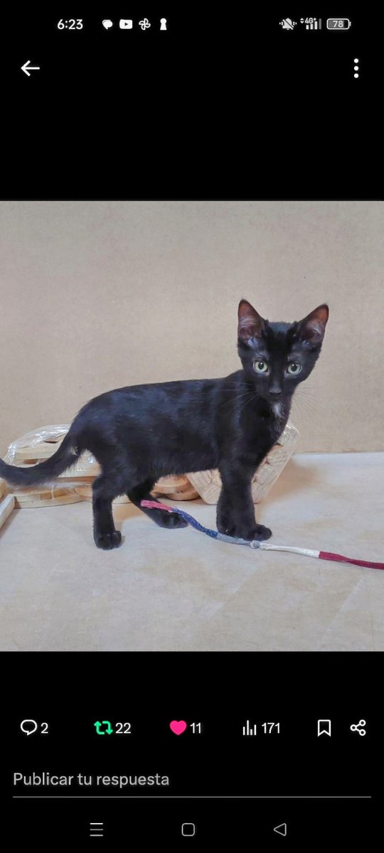 Vuelvo a asomarme a X para encontrar una familia que me quiera muchísimo me llamo 
#PANTERITA  y soy jugueton
y muy mimoso
Me adoptas❓🐈‍⬛🏡💕🙏🏻
#Balaguer #Lleida #Catalunya
Cto <a href="/Avelimelis/">Antoni Velimelis</a>