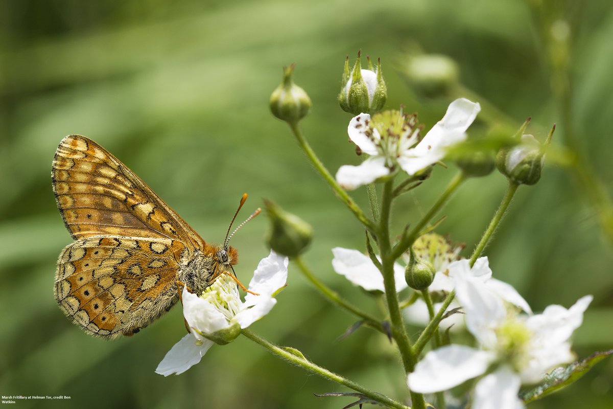 📢 One of the UK's most ambitious rewilding projects: Tor to Shore, has been made possible by <a href="/HeritageFundUK/">The National Lottery Heritage Fund</a>. 
@CwallWildlife will kickstart this project aiming to create a thriving landscape rich in wildlife from Helman Tor to St Austell Bay. 🌳🐟

More👉🏼wtru.st/4dkgmwq
