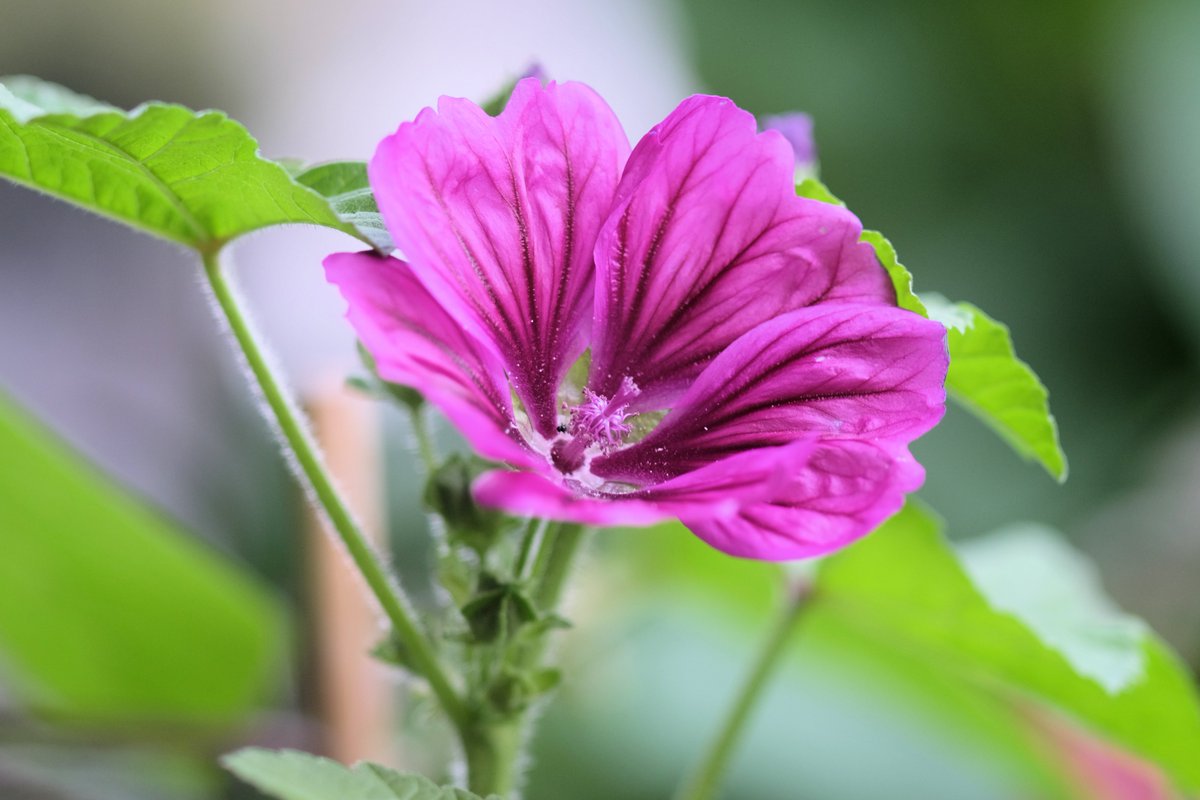 1/ 
☀️🌿 Summer's here and people are enjoying their gardens, planning their next big projects and working on their allotments. This is exactly what Kamal was thinking about when he wrote a letter to his friend Amin al-Dawla in Afghanistan 800 years ago! 📜✉️