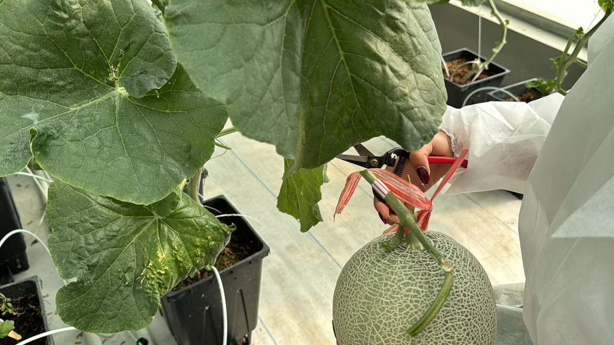 cruisicals's tweet photo. ume’s field trip to a hydroponic farm! 🌱 🍈 https://t.co/zEFxO71RGy