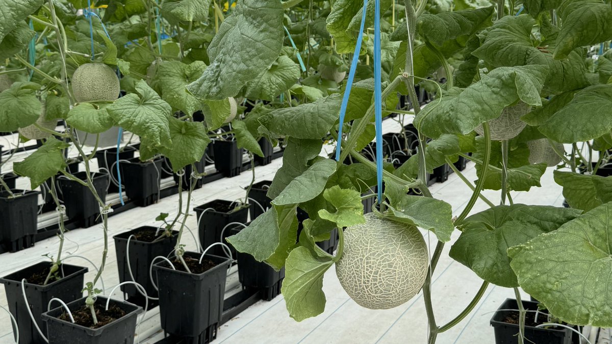 cruisicals's tweet photo. ume’s field trip to a hydroponic farm! 🌱 🍈 https://t.co/zEFxO71RGy