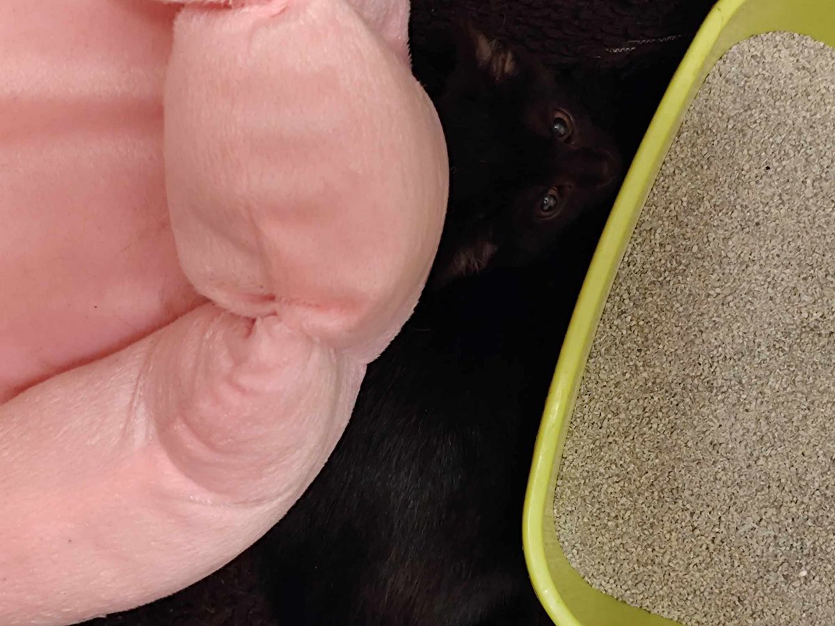 Małe kociaki podrzucone wczorajszym, późnym wieczorem w szczelnie zamkniętym pudełku, to dwie koteczki. Obie wciąż są potwornie przerażone, chowają się i tulą mocno do siebie 💔🥺 Boją się wyjść nawet do miseczki, czy do kuwety, ale wzięte na ręce tulą się i nie protestują.

Nie