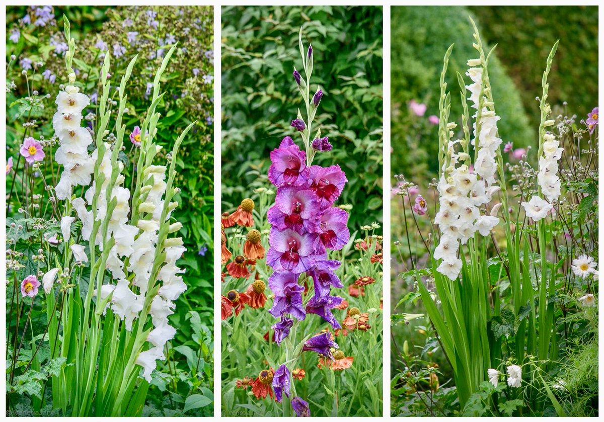 Happy 1st of August!
The Gladiolus is a birth flower for #August. Its leaf shape, likened to that of a Roman sword called a 'gladius', inspired its name. In the 'Language of Flowers' it was chosen to convey a message of moral integrity and strength of character. #FolkloreThursday