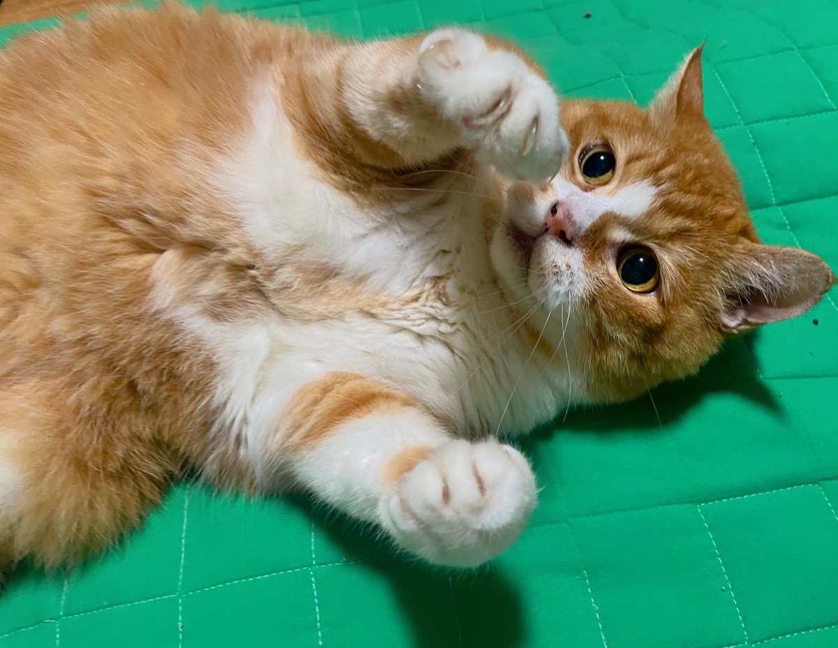 주먹잘쓰는 고양이 어때 ? 원투!!