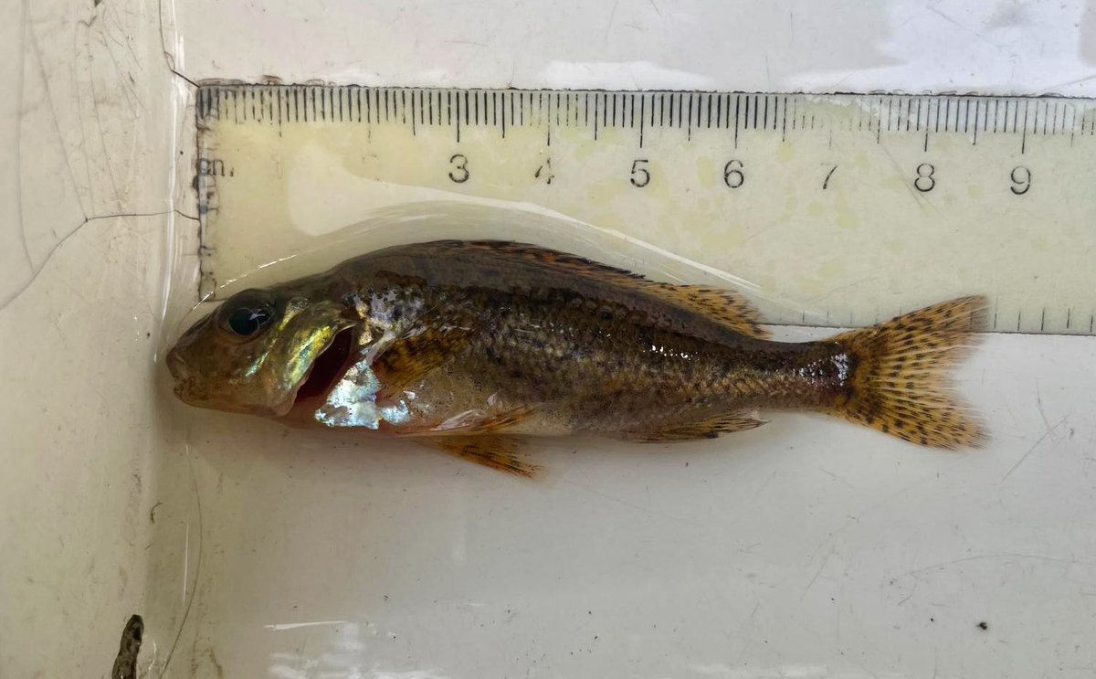 ClydeRiverFoundation tweet media