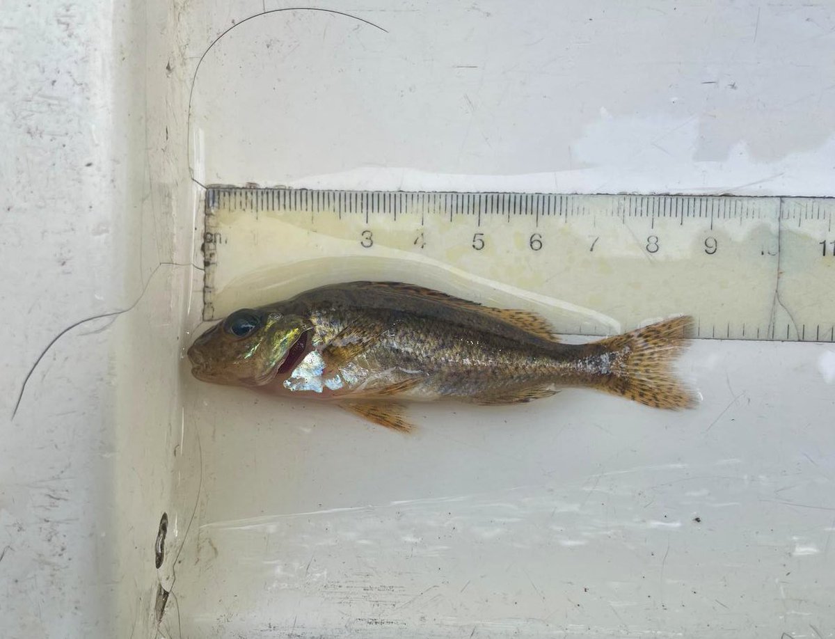 ClydeRiverFoundation tweet media