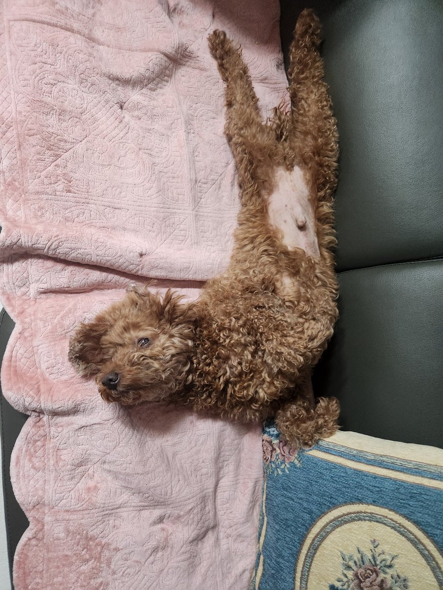 why_cute_'s tweet photo. 직각강아지 https://t.co/j7XtWIOa65