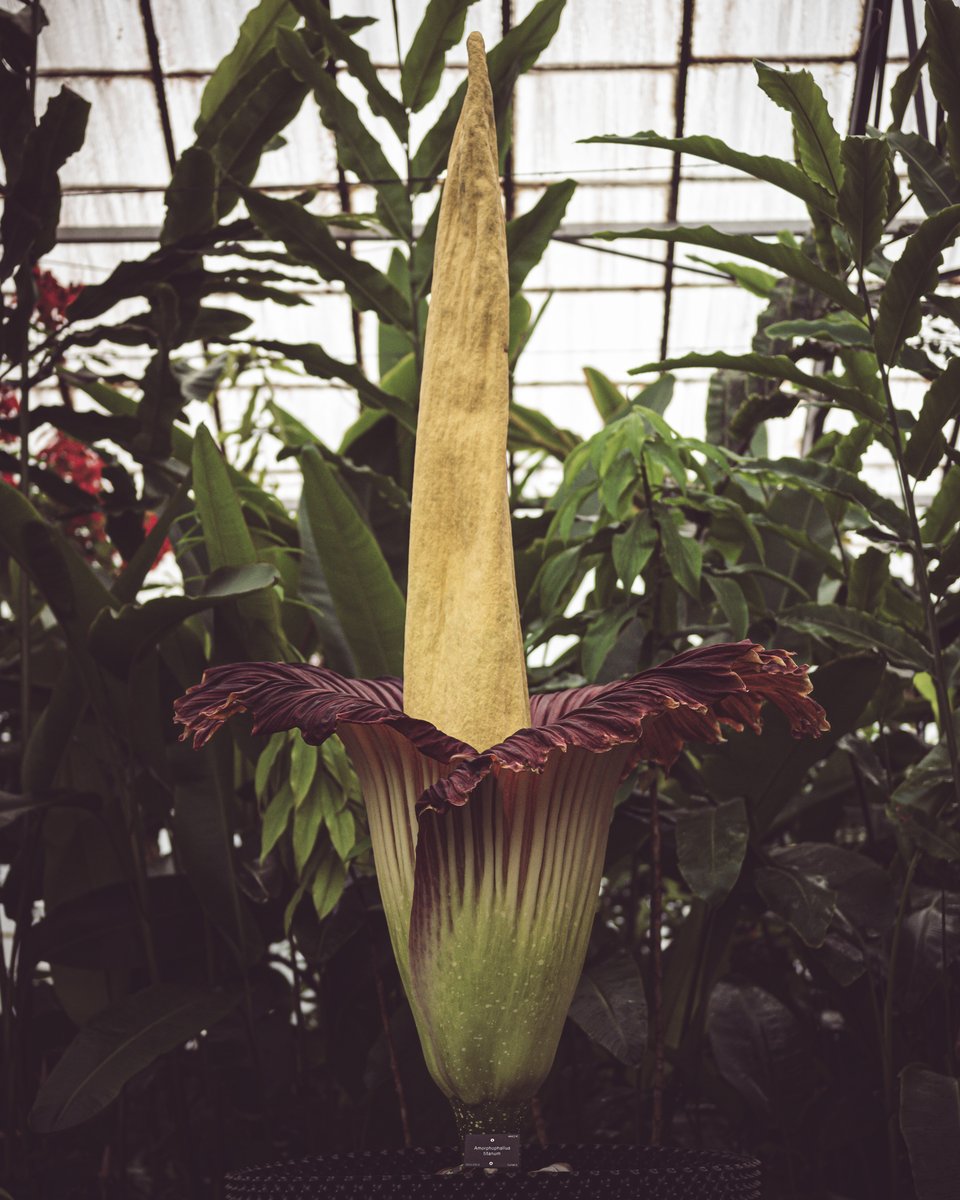 Still here this morning, still looking utterly magical ✨

Looking forward to meeting those of you who managed to grab a free ticket. I will make sure my minions keep those of you who can't bask directly in my presence up to date with how my magnificence is progressing 😁