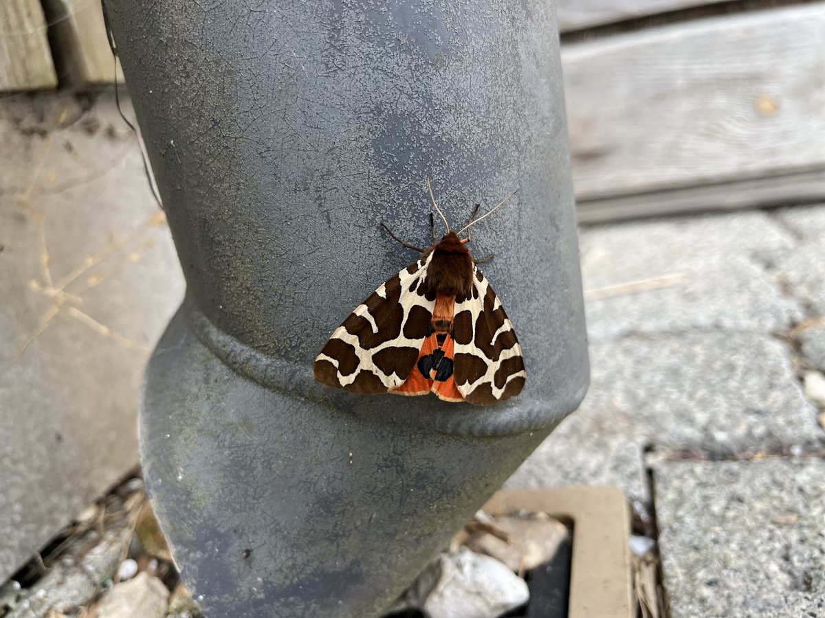 One of our volunteers spotted this stunning garden tiger moth outside the Wild Chesil Centre this morning! ~ Abi