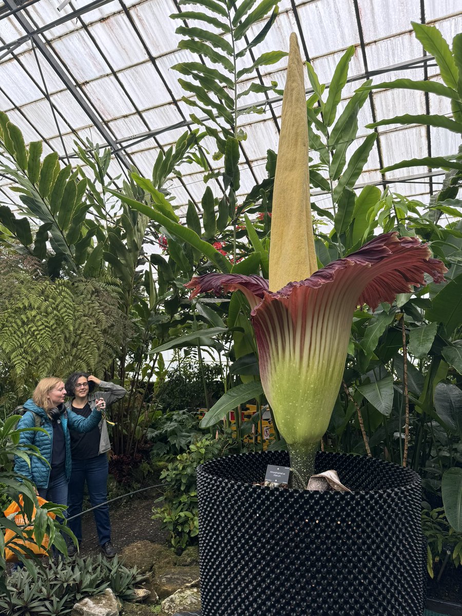 The world’s smelliest plant has burst into bloom at <a href="/TheBotanics/">Royal Botanic Garden Edinburgh</a> Edinburgh 
The corpse flower’s wiff has been likened to rotting flesh and sweaty socks. The 1,400 free tickets to see the plant sold out in under 5 hours
<a href="/STVNews/">STV News</a>