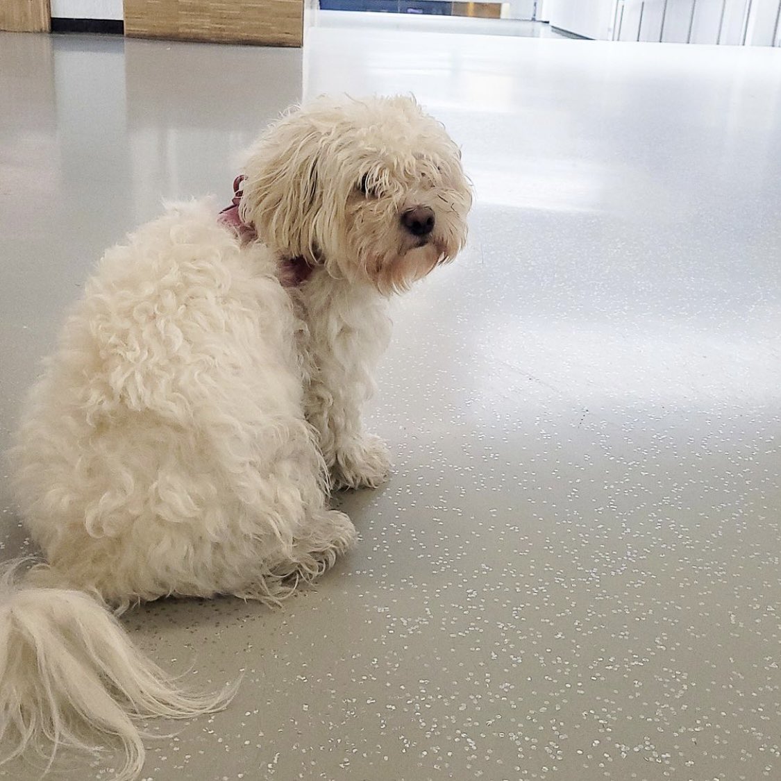 HHU_de's tweet photo. 😠 #petsofHHU Das ist Mimi. Mimi schaut so grimmig, weil sie nicht von Herrchen an die Leine genommen werden will. Um der Leine zu entgehen, geht sie wahlweise schnellen Schrittes voraus oder besonders langsam hinterher. https://t.co/0rFHXpOxa9