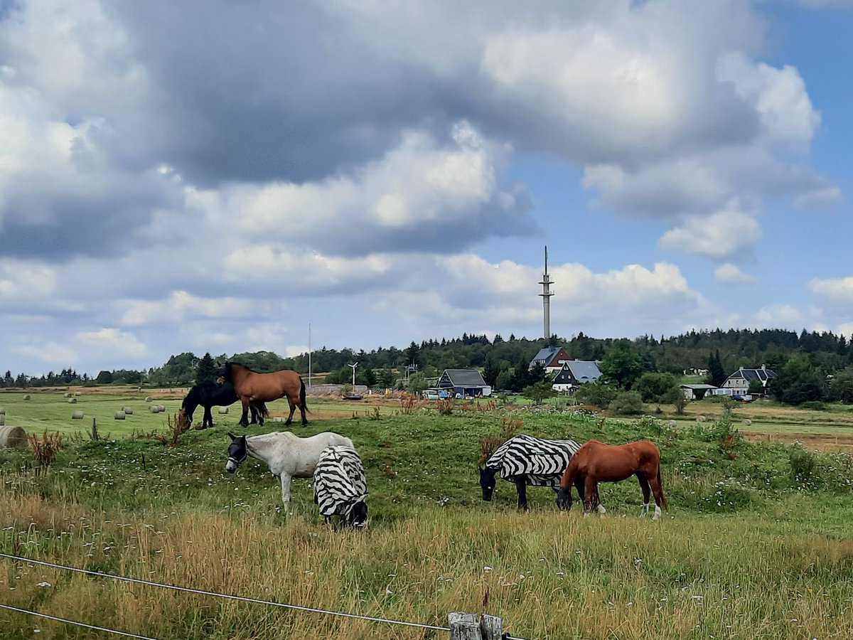 drzwinsch's tweet photo. Es ist warm in Zinnwald, die Zebras sind unterwegs.
#kamm #Erzgebirge https://t.co/1ijhjxaHSG