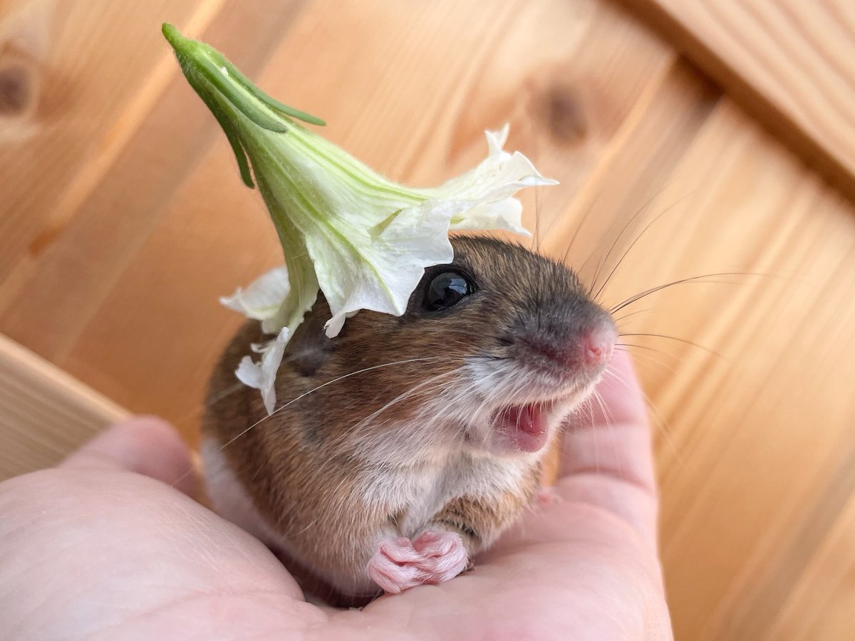 Можно вечно смотреть на огонь, воду, ругающихся в твиттере людей и то, как фрау Мышб примеряет шляпки.