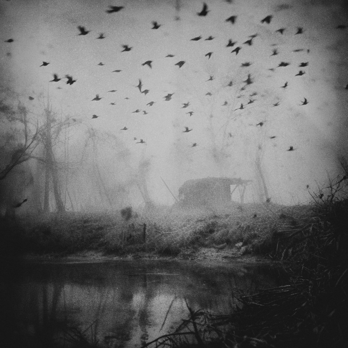 romandrits tweet media