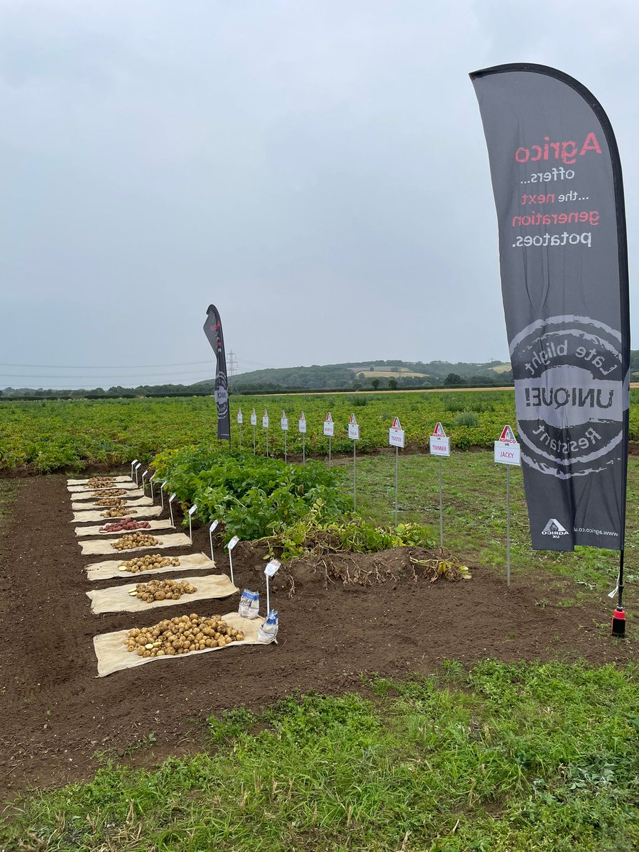 AgricoUK (@agrico_uk) on Twitter photo <a href="/wcmpots/">Whole Crop Marketing</a> Annual trials day 2024.
Set up and looking forward to seeing everyone today.
We're here till 3pm.
South Cave, East Yorkshire
w3w: ethic.testers.cabin
#agrico #saypotatosayagrico #jointhebabylonempire #potatoes #seedpotatoes #potatoes #seedpotatoes #nextgeneration <a href="/wcmpots/">Whole Crop Marketing</a> Annual trials day 2024.
Set up and looking forward to seeing everyone today.
We're here till 3pm.
South Cave, East Yorkshire
w3w: ethic.testers.cabin
#agrico #saypotatosayagrico #jointhebabylonempire #potatoes #seedpotatoes #potatoes #seedpotatoes #nextgeneration