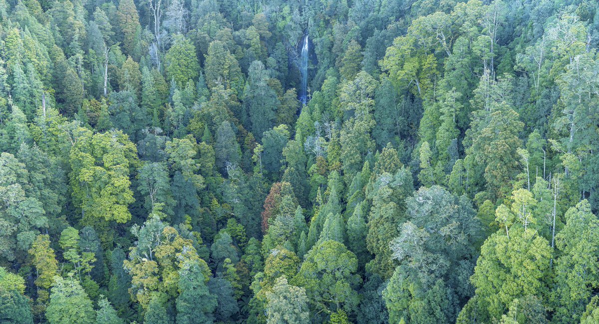 ‼️Revealed in Parliament today - Abetz has started the process to open 40,000 hectares of Tasmania’s public forests for logging. Key conservation voices in TAS condemn this forest-killing move. End native forest logging - don’t expand it. #politas bobbrown.org.au/rockliff-and-a…