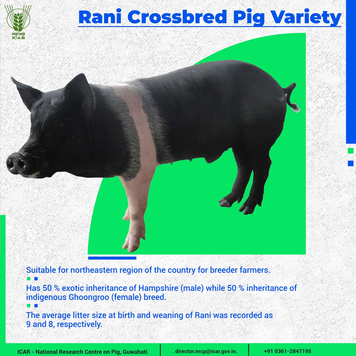 Rani Crossbred Pig Variety #OneProductOneDay #Farmer #OneICAR #variety #ICAR <a href="/PMOIndia/">PMO India</a>
<a href="/PIB_India/">PIB India</a> <a href="/mygovindia/">MyGovIndia</a> <a href="/AgriGoI/">Agriculture INDIA</a> <a href="/DDKisanChannel/">Doordarshan Kisan - दूरदर्शन किसान</a>
<a href="/Dept_of_AHD/">Dept of Animal Husbandry & Dairying, Min of FAH&D</a>