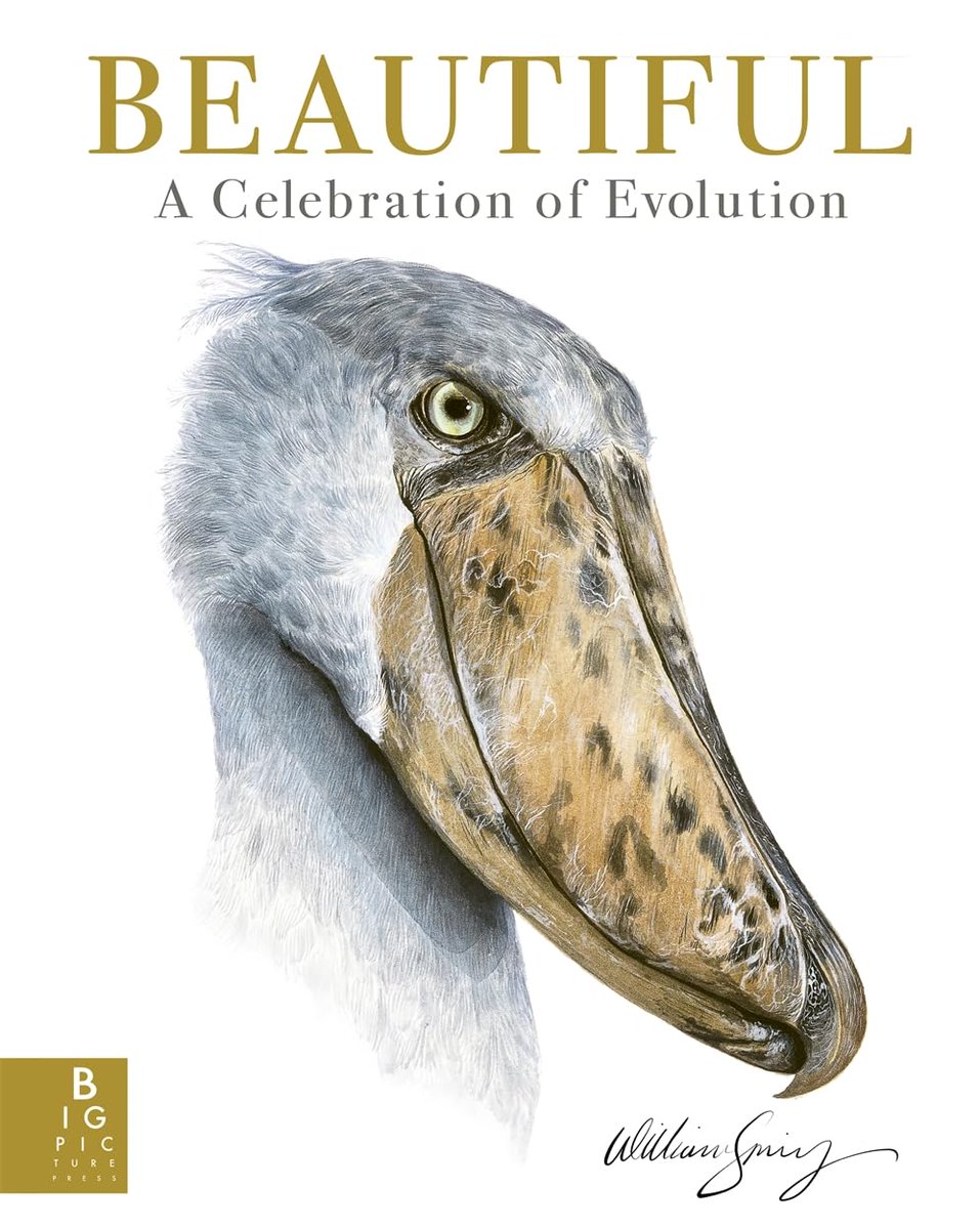 PNorfolk_BookRe's tweet image. Celebrate the sheer beauty of nature and the marvels of evolution in #WilliamSpring’s stunningly illustrated &amp;amp; unforgettable book #Beautiful @BigPicturePress @amberivatt pamnorfolkblog.blogspot.com Review also @leponline later this week!