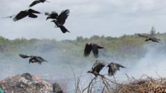 TOPXNews's tweet image. Thread 1/3: Invasive birds are causing a major headache for Kenyan authorities, prompting plans to cull crows along the coast. #BirdControl #WildlifeManagement 🦅🚫