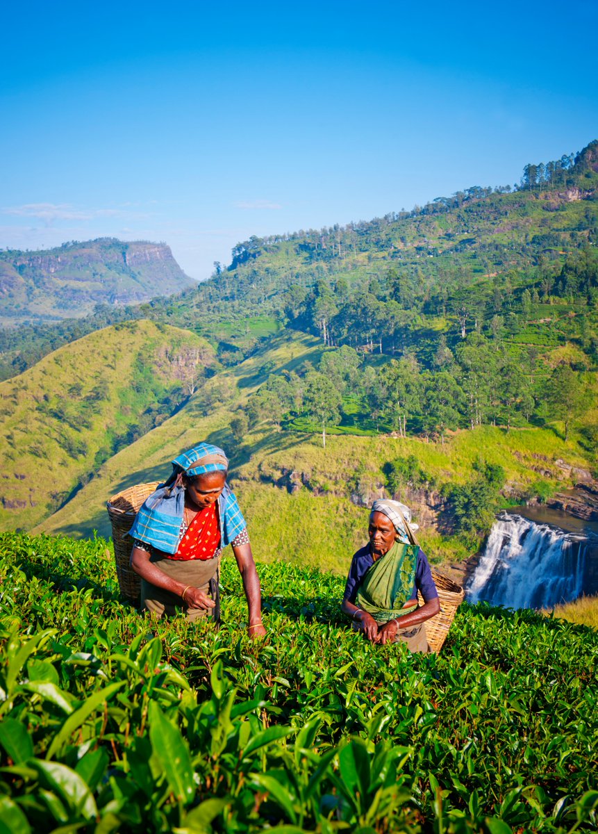 TravelCentreUS's tweet image. Experience the serene beauty of Sri Lanka with us 🌿✨ Witness the art of tea picking, where tradition meets tranquility. 🍃 #TravelCentreUS #SriLanka #TeaTimeMagic #ExploreWithUs