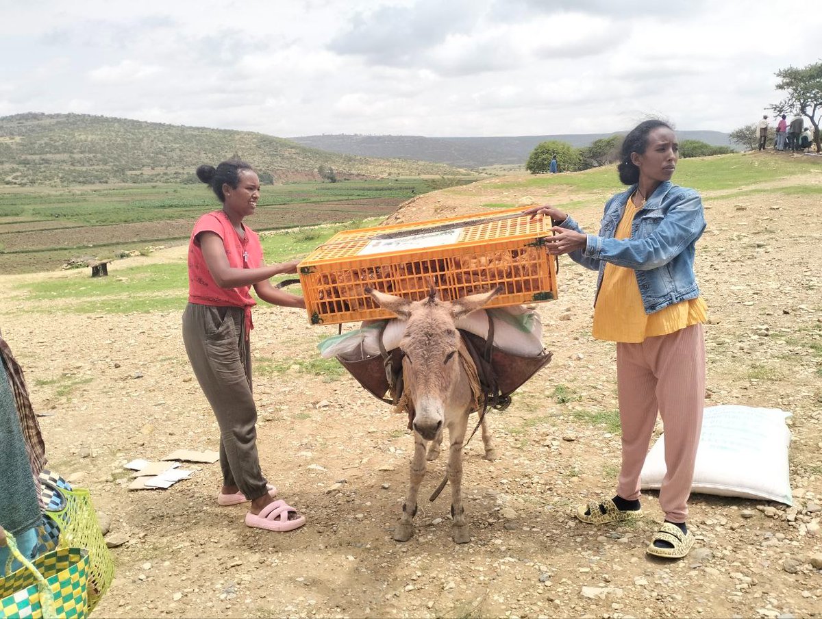 egoaizia's tweet photo. @XimenaBorrazas @LaRiojaAltaSA Cada joven agricultora recibió 25 kilogramos de alimento concentrado para impulsar su proyecto avícola.
Este proyecto está apoyado por #Apodaka https://t.co/4exErc9PhF