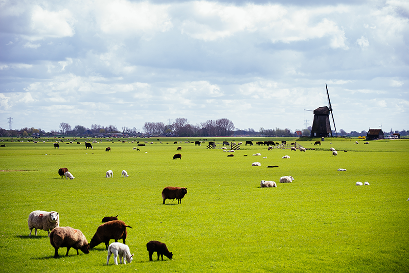 We delen de eerste resultaten van het onderzoek naar #blauwtong, dat we uitvoeren in opdracht van het ministerie van LVVN. We zien op onderzochte schapen- en melkveebedrijven een ander klinisch beeld dan tijdens de epidemie in 2023. gddiergezondheid.nl/Actueel/Nieuws…
