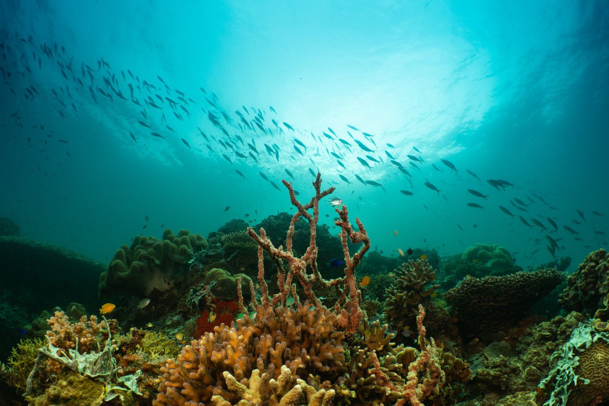 Did you know that destructive bottom trawling fishing takes place in 90% of 🇪🇺 offshore so-called Marine 'Protected' Areas? This #MPADay we call on leaders to step up their ambition to *actually* protect Marine Protected Areas &amp; #BanBottomTrawling! 🐟🪸🌊eu.patagonia.com/gb/en/eu-marin…