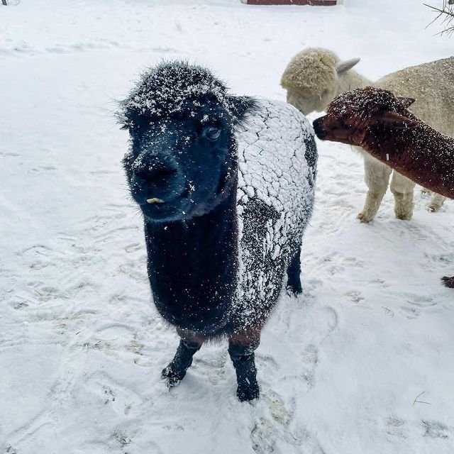 jesseja1mes's tweet image. #poderosoenllamas 😊❤️ oli @eltalcha airto y comunidad poderosa