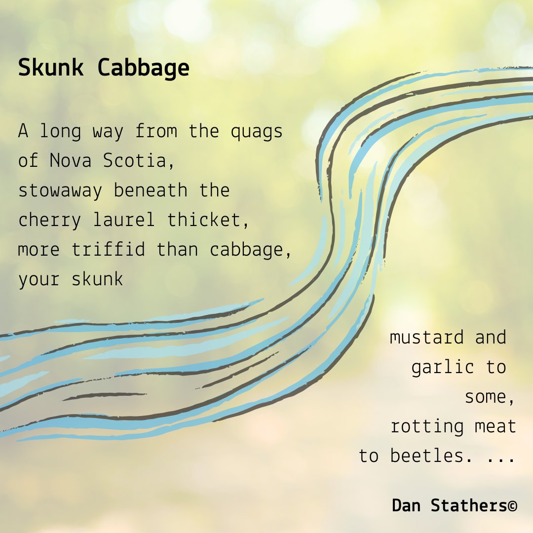 A wonderful and surprising dedication to a wonderful and surprising plant! Read 'Skunk Cabbage' by Dan Stathers on our website today.

Read the full poem through this link or through the link in  bio:inksweatandtears.co.uk/dan-stathers-2/