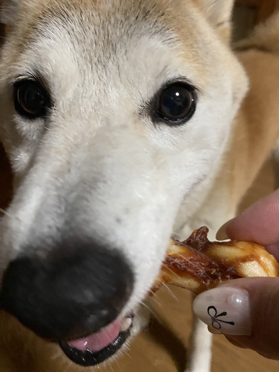ハピバ🎂

可愛いよ〜

９歳

ととちゃん❣️

#柴犬