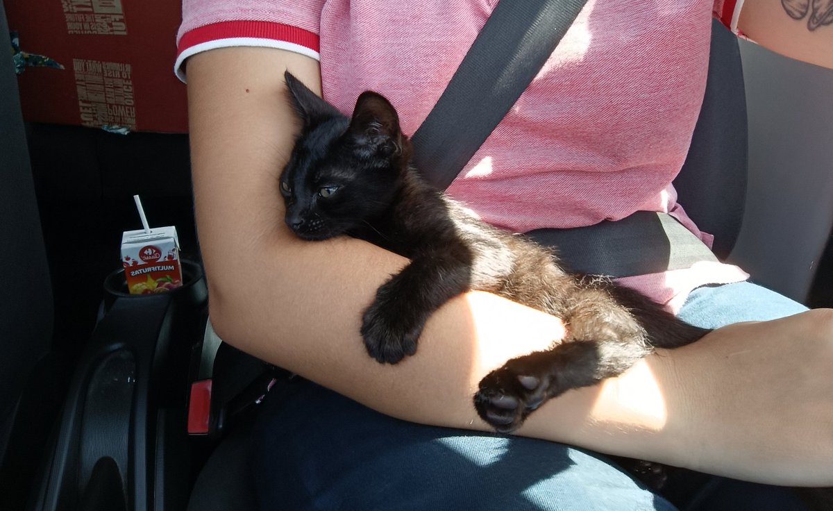 Holaa esta mañana he encontrado este gatito, si sabes de alguien que lo quiera y lo cuide bien hablame porfi, lo hemos llevado al vete y no tiene nada esta estupendo! en jerez de la frontera 
Compartir porfi