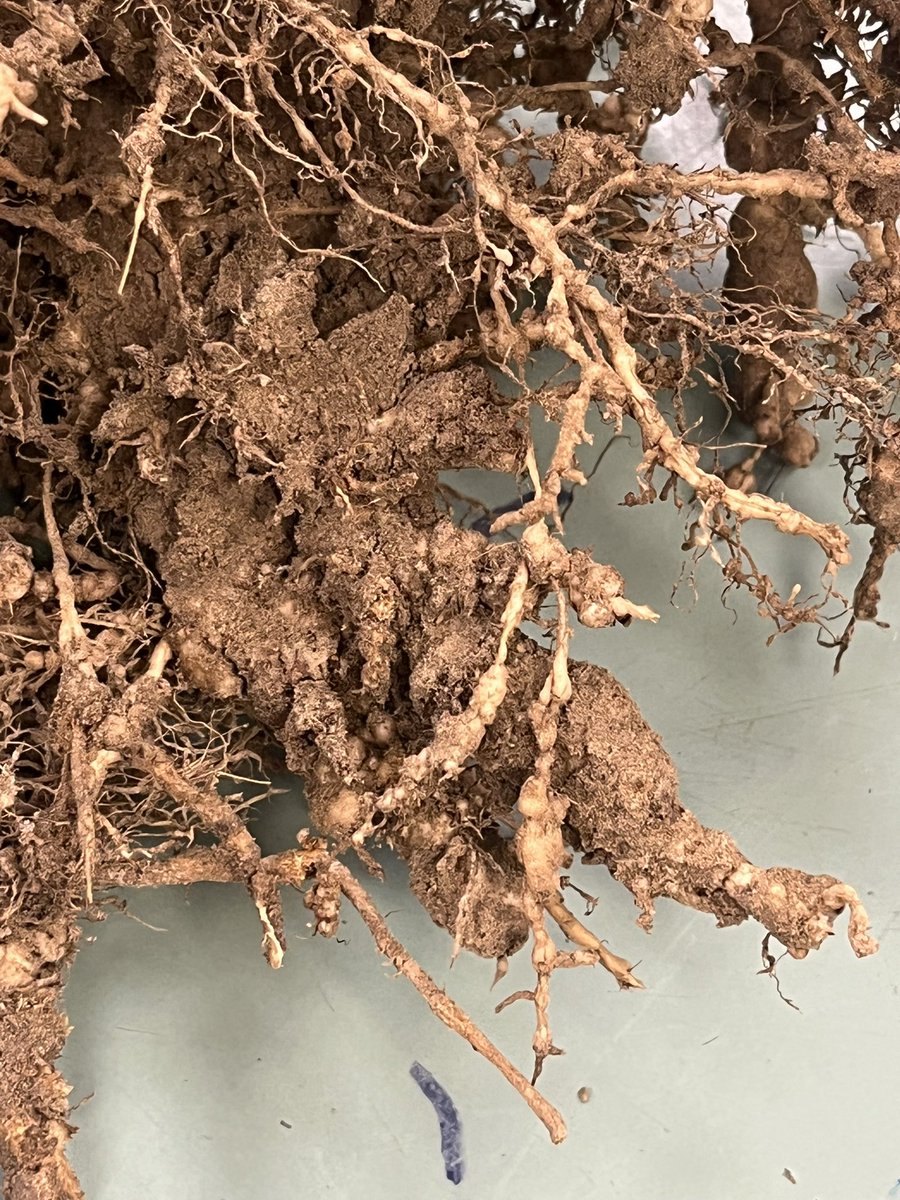 Tom Allen (@baldpathologist) on Twitter photo Use a shovel to dig up soybean plants in areas of fields where plants have prematurely shut down. Check roots for galls of the southern root-knot nematode. Use those observations to plan for next year’s management #mscrops <a href="/MSSOY/">MS SOYBEAN BOARD</a> Use a shovel to dig up soybean plants in areas of fields where plants have prematurely shut down. Check roots for galls of the southern root-knot nematode. Use those observations to plan for next year’s management #mscrops <a href="/MSSOY/">MS SOYBEAN BOARD</a>