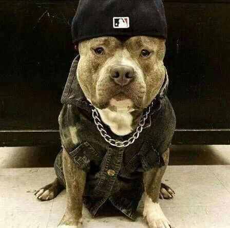 dawginmesol's tweet photo. @idrawline dawg moove fr https://t.co/mxO7hIoBsR