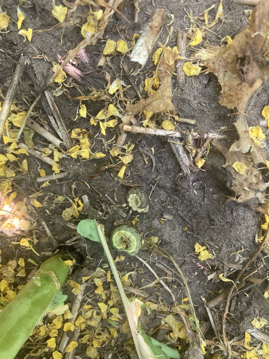 Some people hate grasshoppers, I have always hated Bertha armyworm!