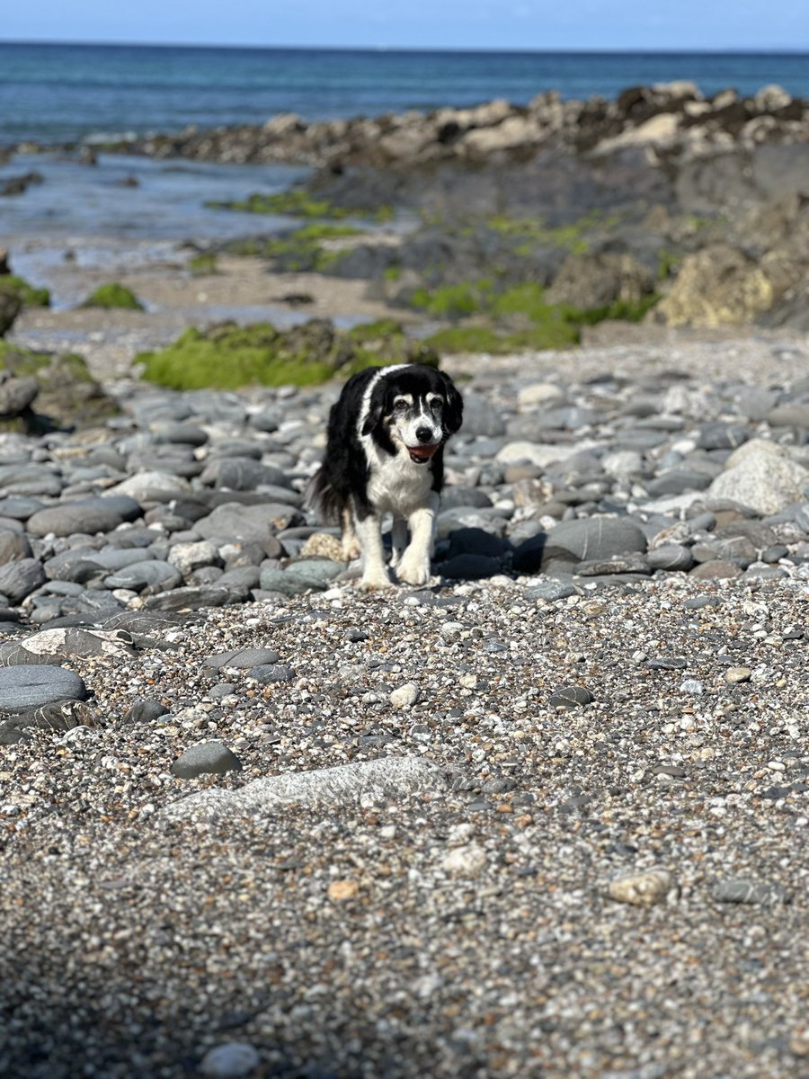 HabasherYanni's tweet photo. Woz on da beach dis mawnin’ #kernow #kernowdog #dollarcove #gunwalloe https://t.co/8sbGv9nlYH