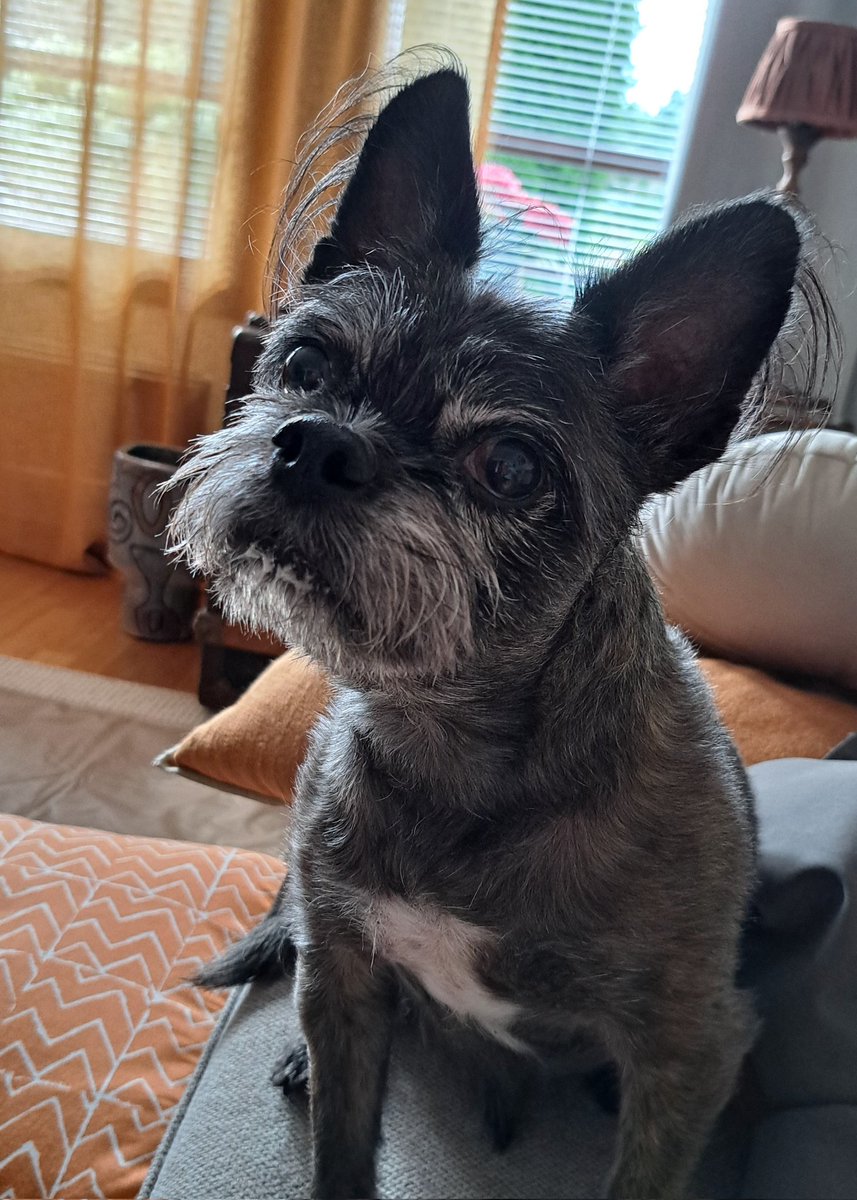 Me käveltiin kahden nuoren naisen perässä, toisella oli ISO koira. Just meidän talon kohdalla se ISO koira kävi tortulle. Me ootettiin. Sit ne lähti ja hirvee💩 jäi siihen. No muori otti pussin ja keräs ne jättipökäleet, mut ne ei mahtunu pussiin ja muori sai 💩 sormiinsa 💩💩🤢